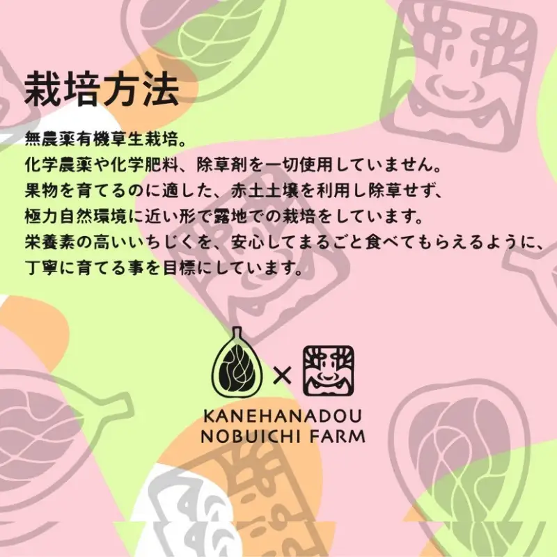 【数量限定】幻の白いイチジク吉野葛アイスバー　５本入り《かねはな堂》｜“幻の白いちじく”使用｜吉野葛の新感覚アイスバー5本セット｜美容を意識する方にも人気の和スイーツ
