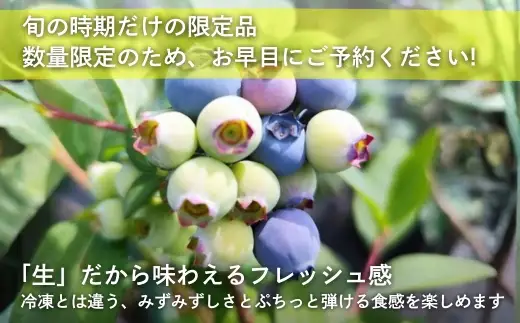 【2026年6月中旬～順次発送】国産 生ブルーベリー 500g (125g×4パック)品種おまかせ