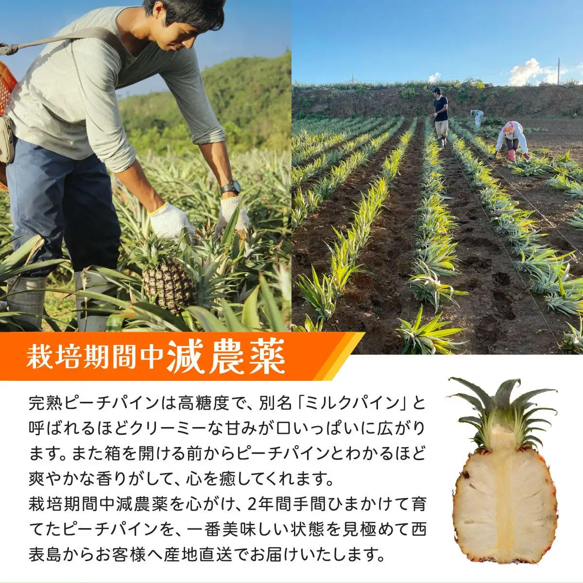2026年 訳あり　不揃い　ピーチパイン 約2.5kg