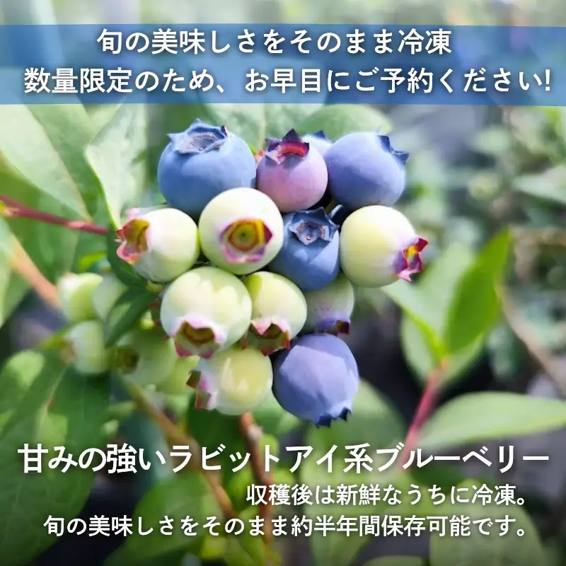 【2026年8月中旬～順次発送】国産 冷凍ブルーベリー 750g (250g×3パック)