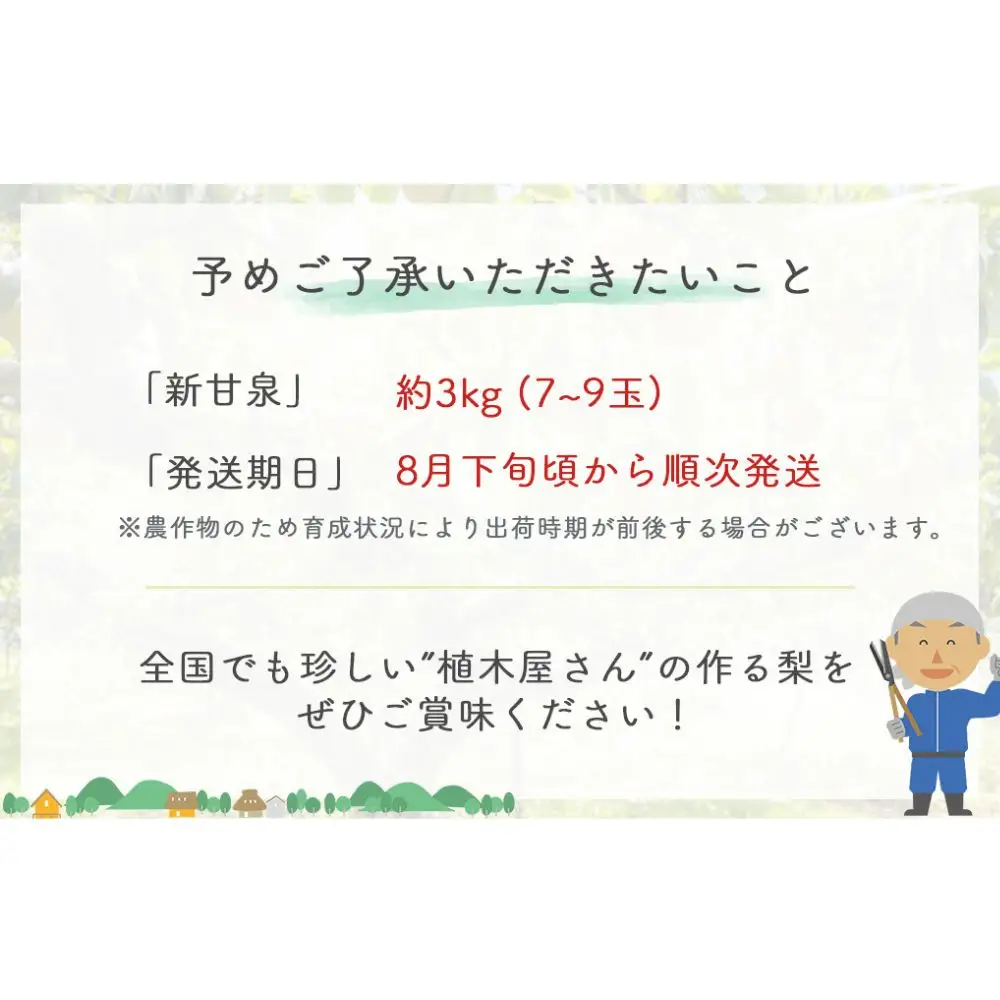 新甘泉3kg 【倉吉産】（アリス農園） 梨 和梨  新甘泉 しんかんせん