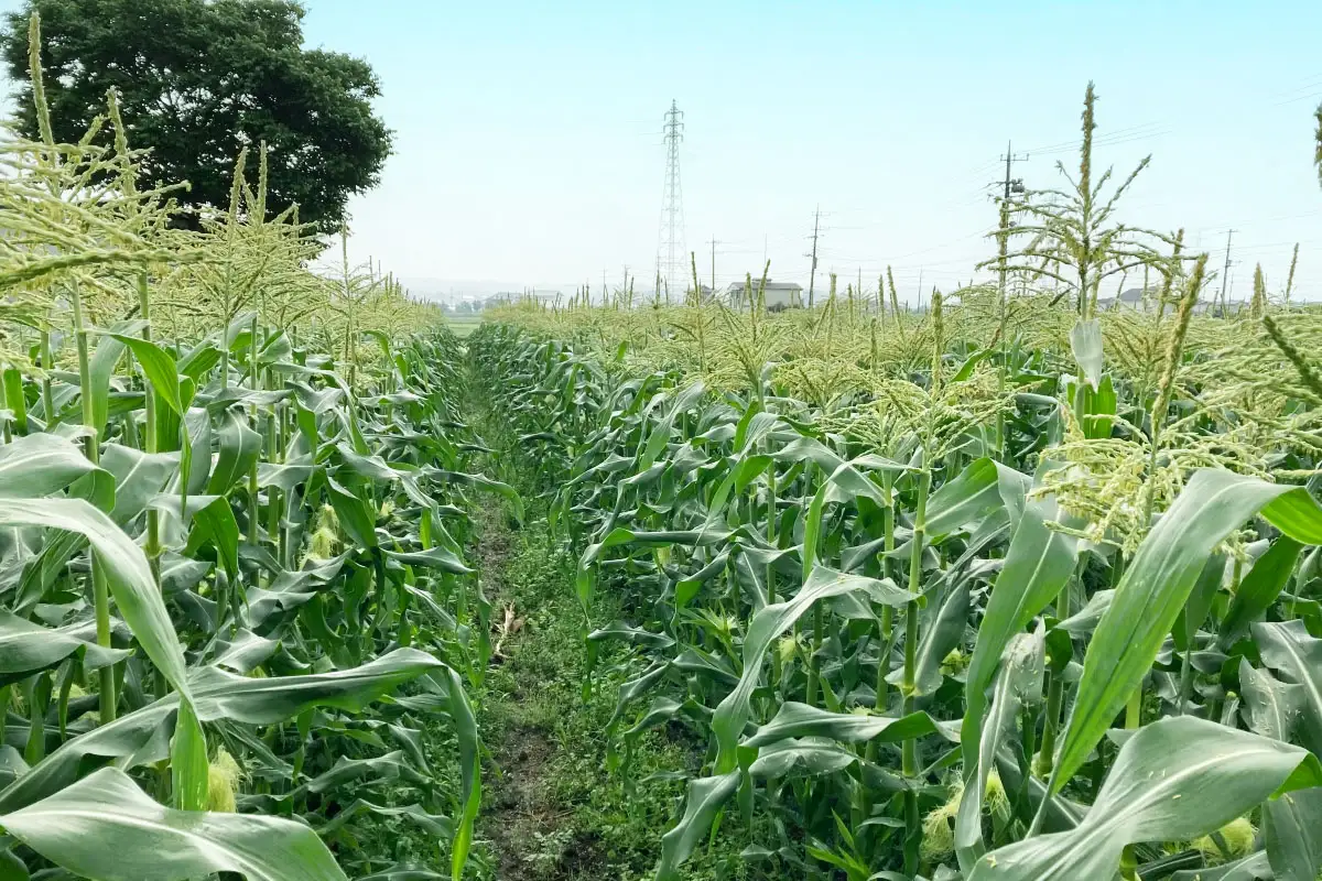 [期間限定]朝採れ とうもろこし ゴールドラッシュ 平安山農園【6月発送】  [0731]