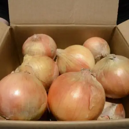《約4.5kg》藤原農園の泉州たまねぎ　なにわの伝統野菜　サイズ混合【1733145】
