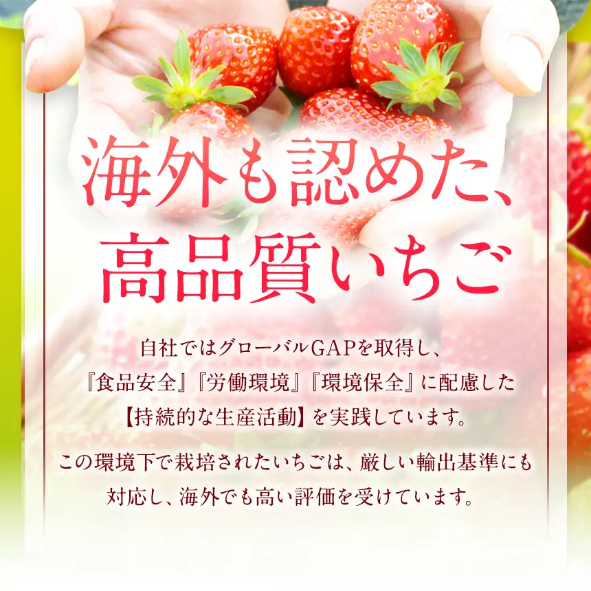 ベリーツ × 6パック ( 約1500g ) ( 1パック/250g前後 ) | いちご ベリー フルーツ 果物 産地直送 大分県 中津市
