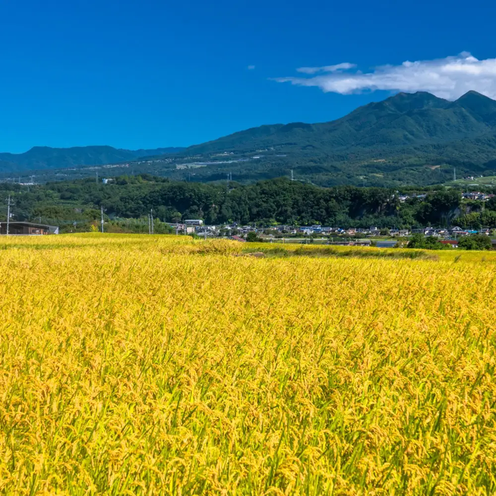 【令和8年産 先行予約】喜多方産ひとめぼれ10kg　【07208-0835】