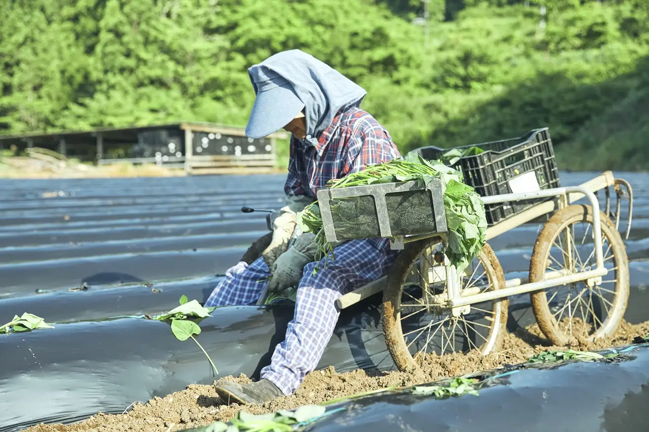 秦泉寺さんの黒い干し芋（6袋）　