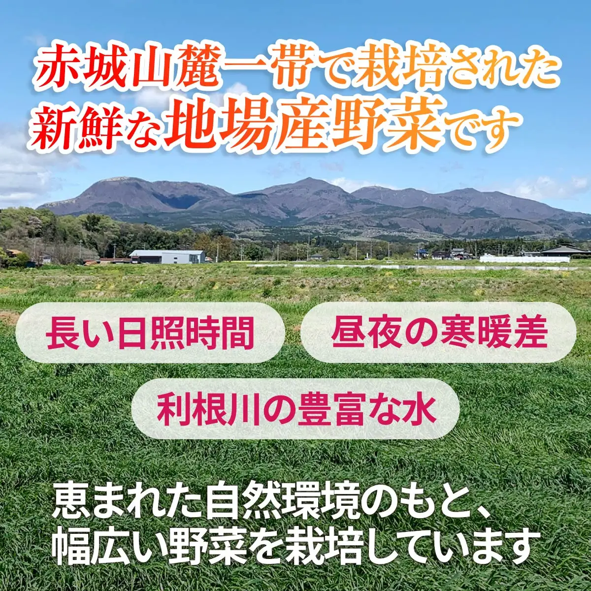 季節の旬の野菜 詰め合わせ 5~6品 | 野菜