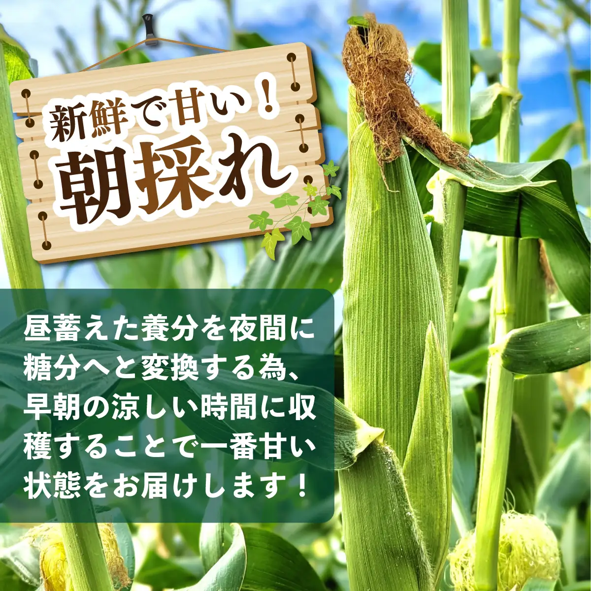 太陽のとうもろこし 【ゴールドラッシュ】 6本セット | とうもろこし