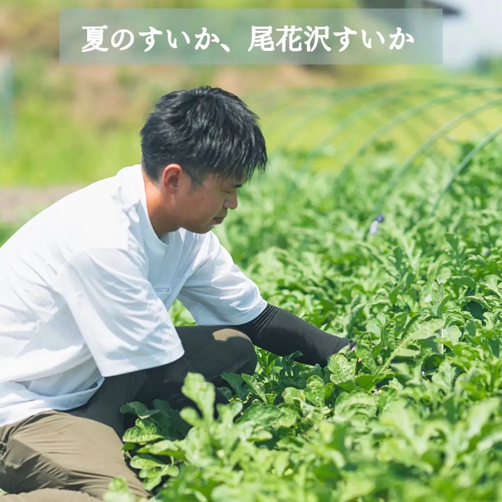 尾花沢プレミアすいか 祭りばやし777 大玉 2~3Lサイズ(約7~8kg) 1玉 令和8年産 nf-su23m1