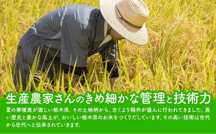 【6ヶ月定期便】米 栃木県産 コシヒカリ 白米 10kg《お申込み翌月から出荷》栃木県 野木町 米 白米 精米 国産 お米 おこめ お弁当 おにぎり【栃木県共通返礼品】