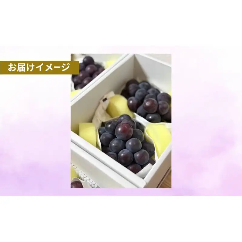 オーロラブラック 岡山県産 約1kg(2房) 果物 フルーツ ぶどう ブドウ 葡萄 国産 岡山
