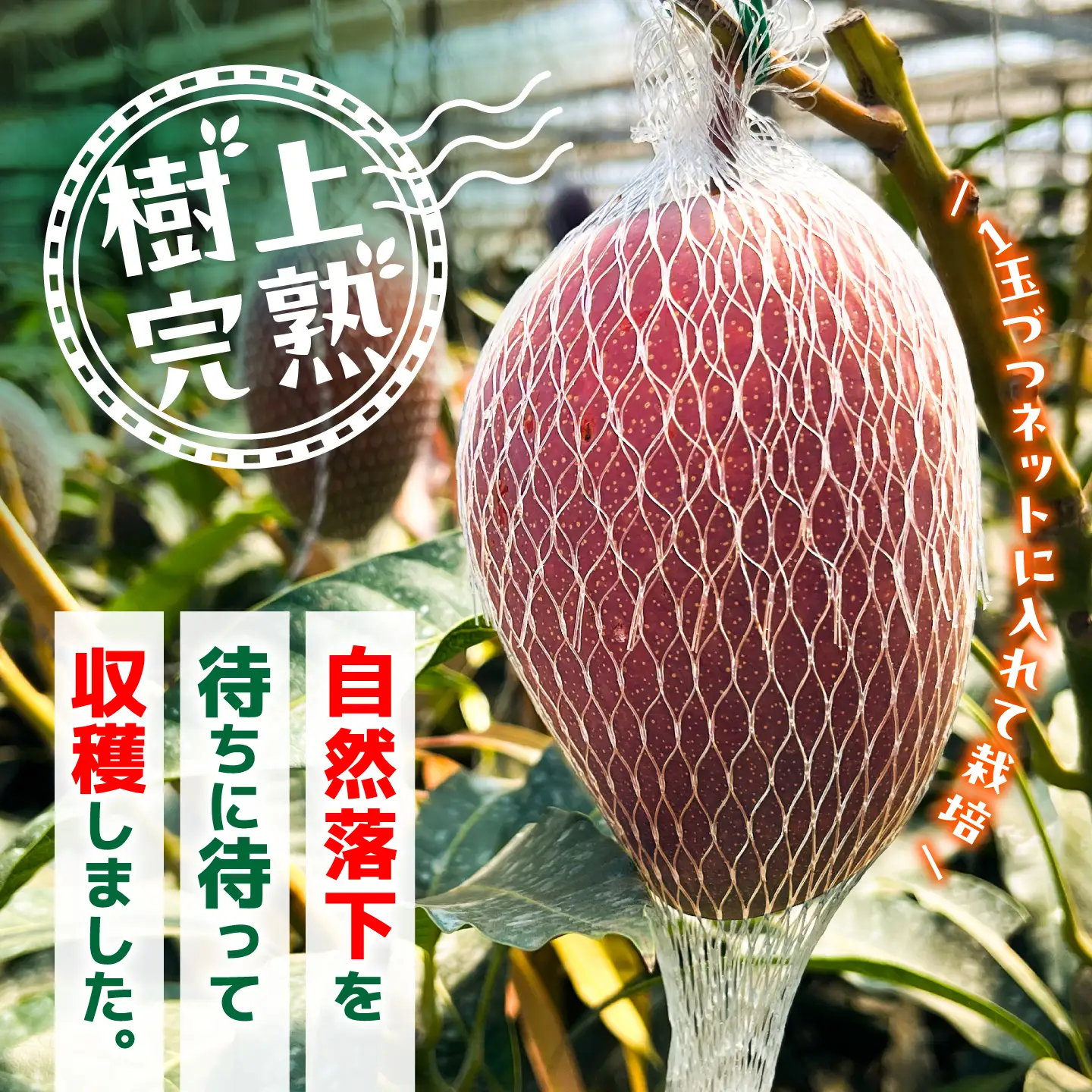【2026年6月上旬から順次発送】菊池マンゴー3玉 4Lサイズ 青秀 友枝マンゴー農園[AYDF007]