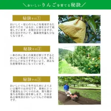 【桃沢晴香園】はるか(りんご)3kg【1735866】