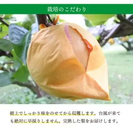 【桃沢晴香園】にっこり梨 約3kg(4玉)【1735867】