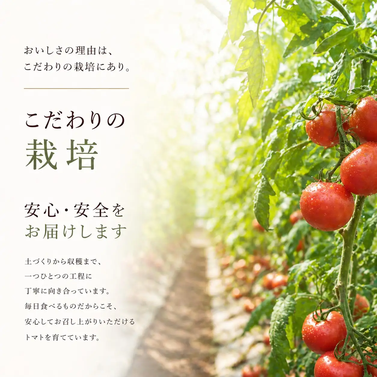 【糖度8.5度以上！】スーパーデリシャス 1.8kg とまと 野菜【delf049】