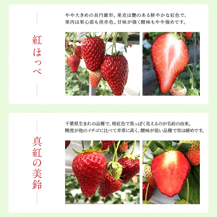富津アクアファーム　冷凍完熟いちご 500g　いちご フルーツ 果物 完熟 ストロベリー ベリー 冷凍 アクアファーム おすすめ 数量限定 章姫 紅ほっぺ 真紅の美鈴 おいCベリー かおり野 ヨーグルト スムージー ジャム お菓子 おやつ 氷いちご 房総 千葉県 富津市