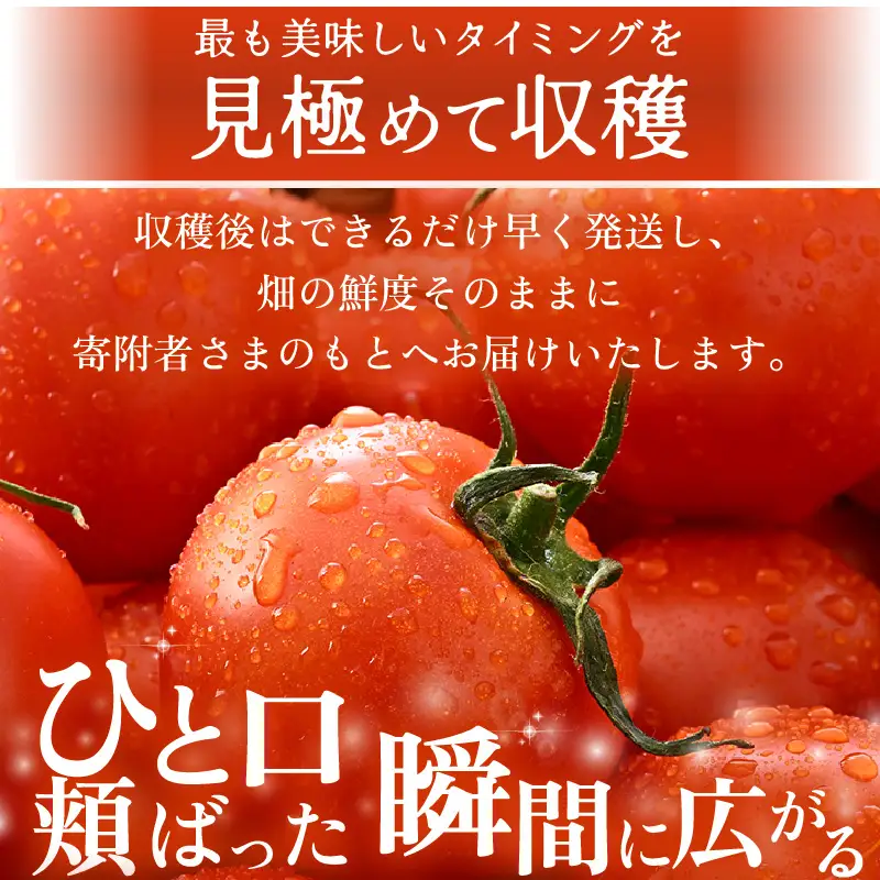 先行予約 完熟ミディトマト 2kg 中玉トマト 2026年6月上旬以降順次発送予定 [A-22102]