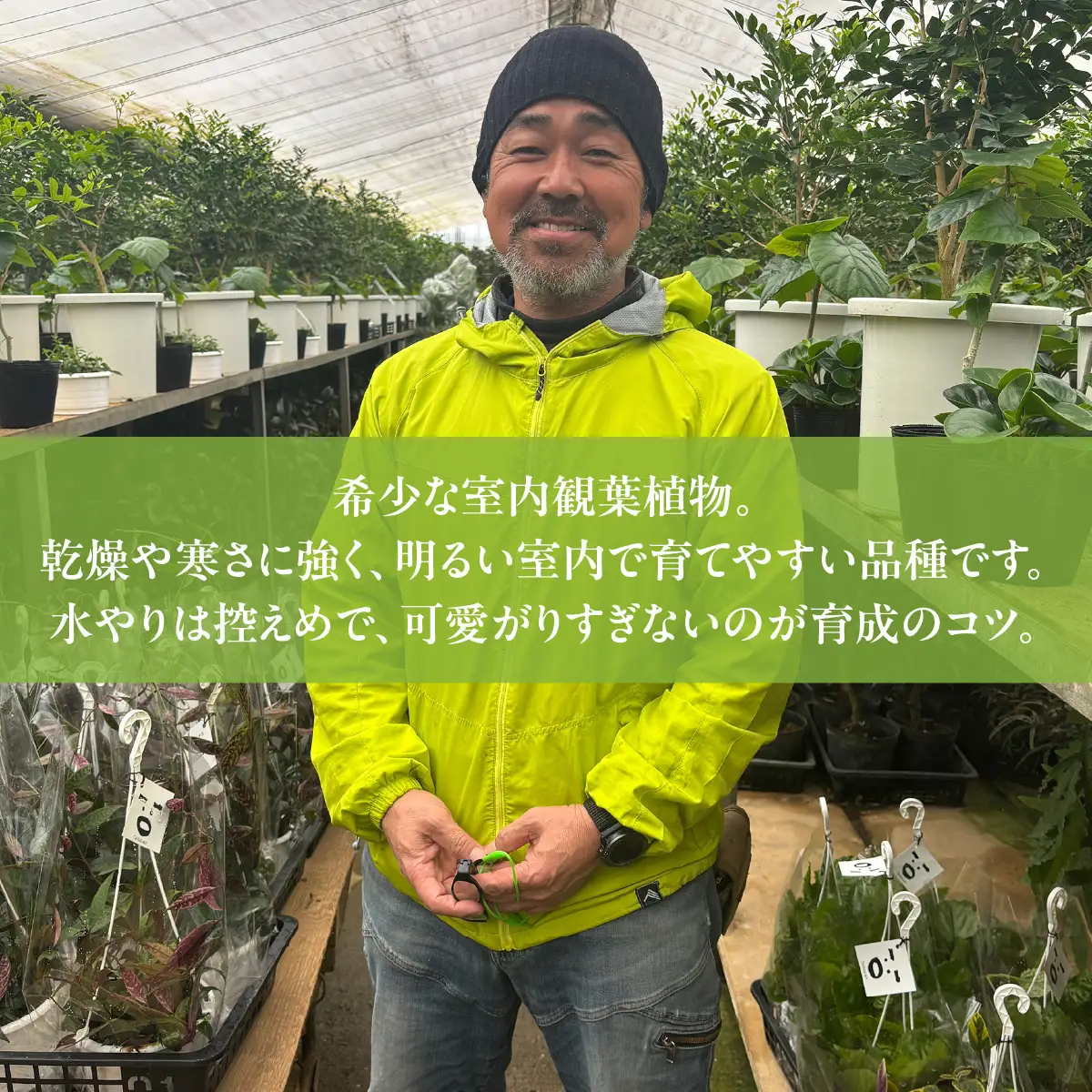 【先行予約・3月上旬～下旬発送】アグラオモルファ（CGT） SMCY001