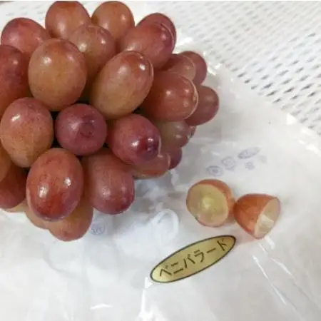 【種なし】巨峰2房+旬のぶどうの食べ比べ約2kgセット【配送不可地域：離島】【1724199】