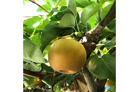 【秋の美味】和歌山の樹上成熟梨 約4kg | 梨