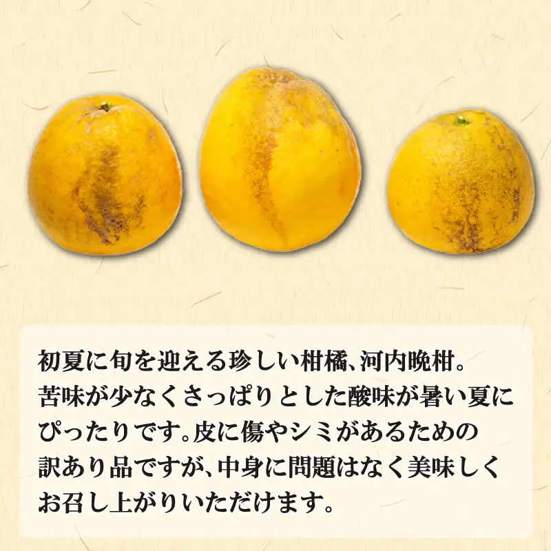 訳あり 河内晩柑 王柑 5kg サイズミックス (M~4L) 愛南町 大串農園