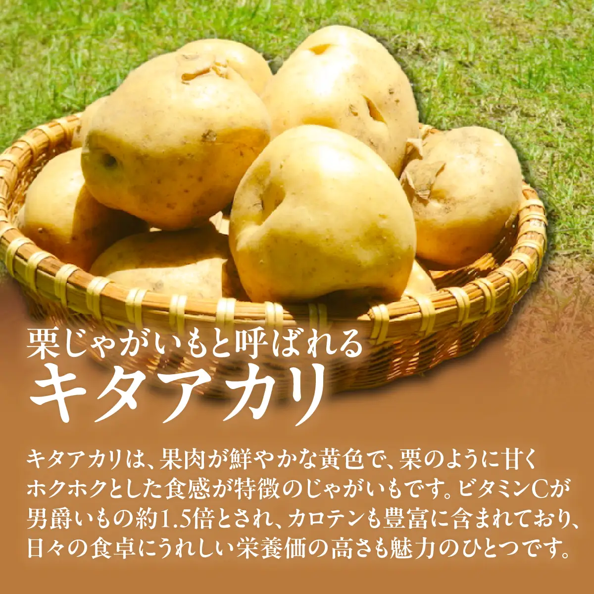 【2026年7月下旬頃より順次発送】(訳あり) じゃがいも キタアカリ 10kg ASG045