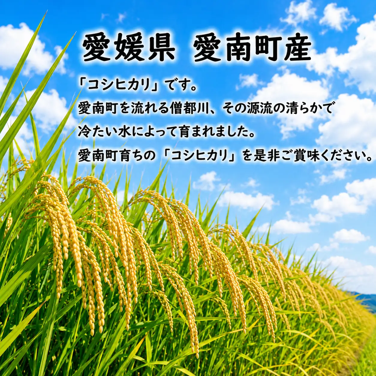 【先行予約】新米 令和8年度にじのきらめき 5kg 12000円  お米 白米 精米 米 こめ 産地直送 国産 