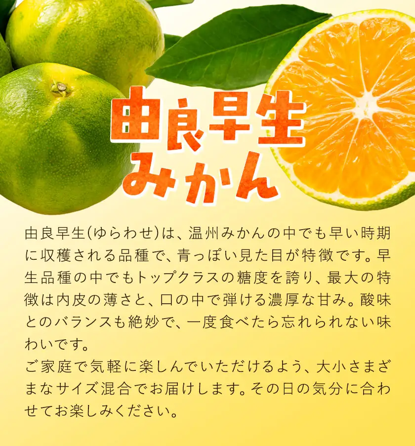 みかん 由良 早生 みかん 約3kg エイワ商店
