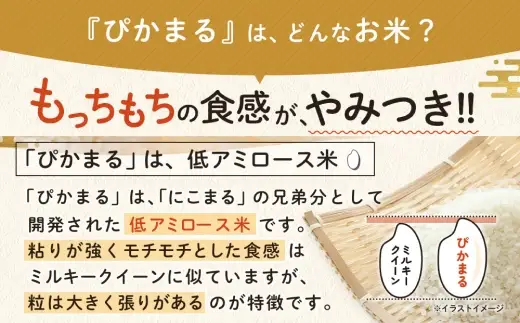 令和7年産 熊本県産 お米 5kg （ ぴかまる ） お米 米 こめ コメ 白米 白飯 飯 ご飯 おにぎり ブランド米 ブランド 国産 食味 粘り 甘み 【 2026年8月下旬まで発送予定 】