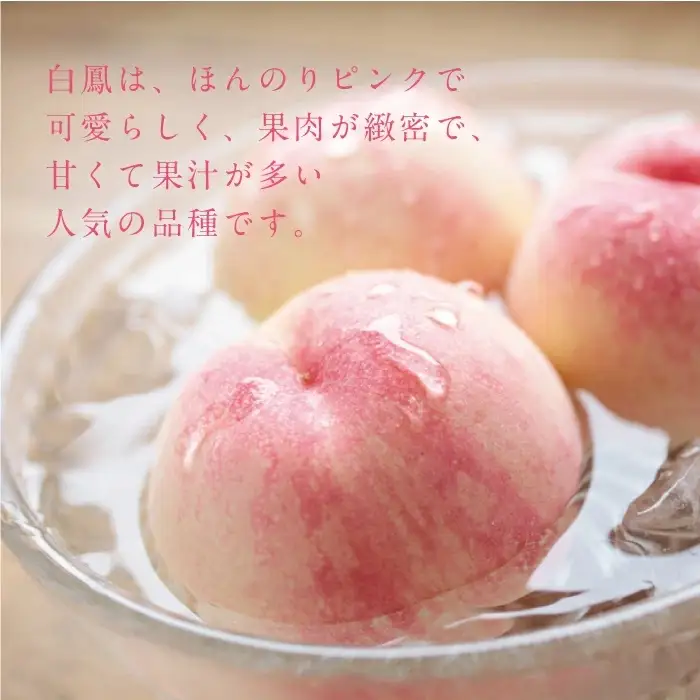 岡山白桃（中生／白鳳）特秀品 1.5kg前後 糖度センサー momo20 【配送不可地域：北海道／沖縄県／離島】 【jujy071-01】