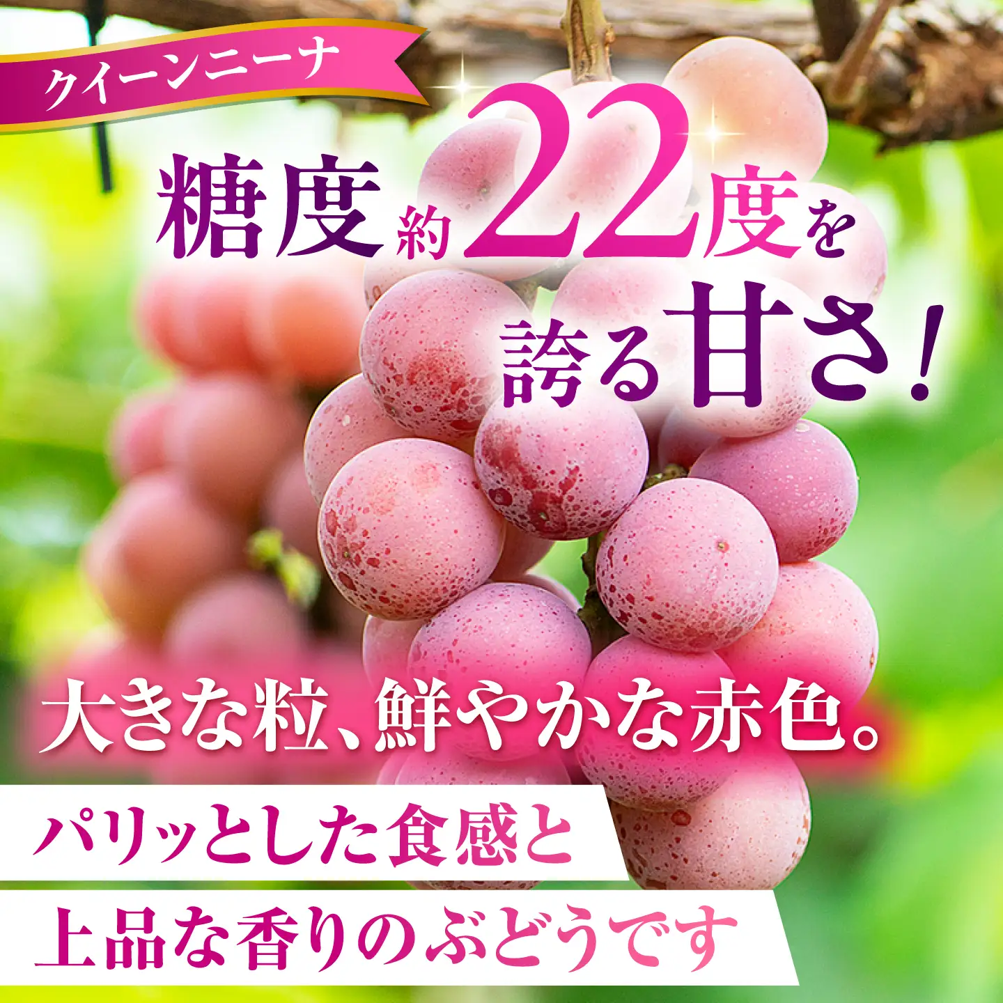 山鹿ジュエル 36粒 ぶどう クイーンニーナ シャインマスカット 高級 贈答用 贈り物 ギフト 熊本県産 熊本 山鹿【合同会社 社方園】[ZBZ054]