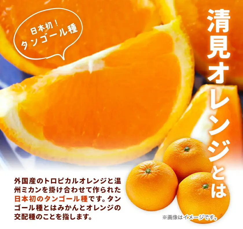 オレンジ 濃厚 清見オレンジ 約5kg