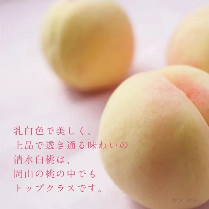 岡山白桃 清水白桃 特秀品 1.5kg前後 4-6玉 糖度センサー 糖度12度 momo46 【配送不可地域：北海道／沖縄県／離島】 【jujy073-01】