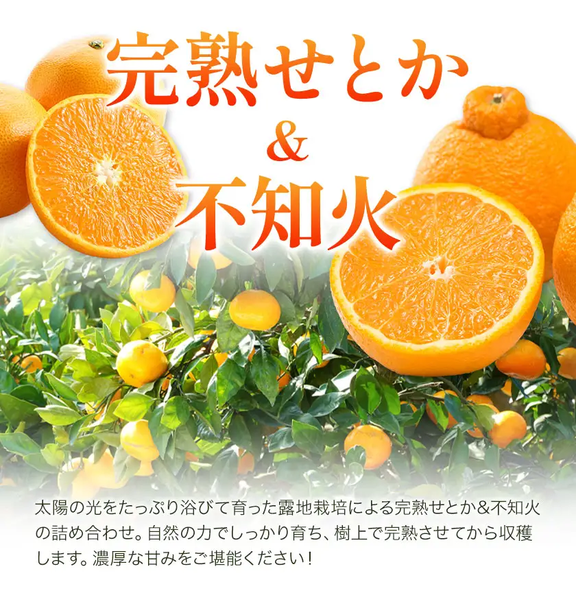 せとか&不知火の味くらべ 約5kg