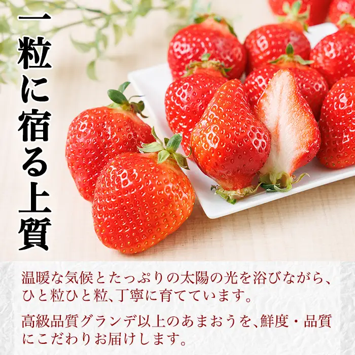 ＜数量限定・先行予約受付中！2026年12月中旬より順次発送＞福岡県産苺「あまおう」グランデ以上(計約540g)いちご 苺 フルーツ 果物 くだもの 福岡限定 家庭用 冷蔵 ＜離島配送不可＞【ksg1891】【hurrah.】