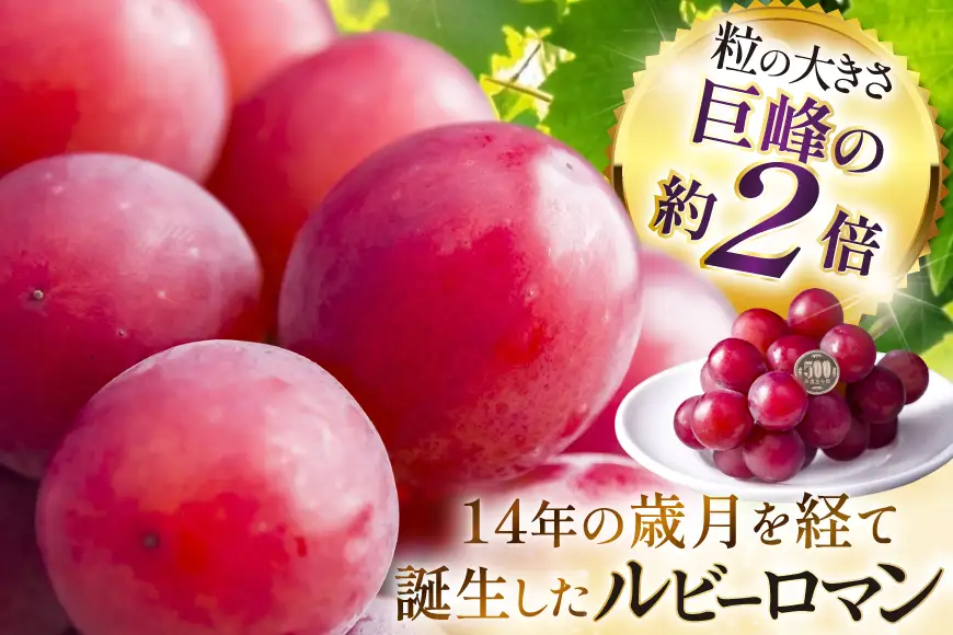 【期間限定発送】 超高級 ぶどう ルビーロマン 1房 約600g 化粧箱入 [モアショップヤマモト 石川県 宝達志水町 38601393]