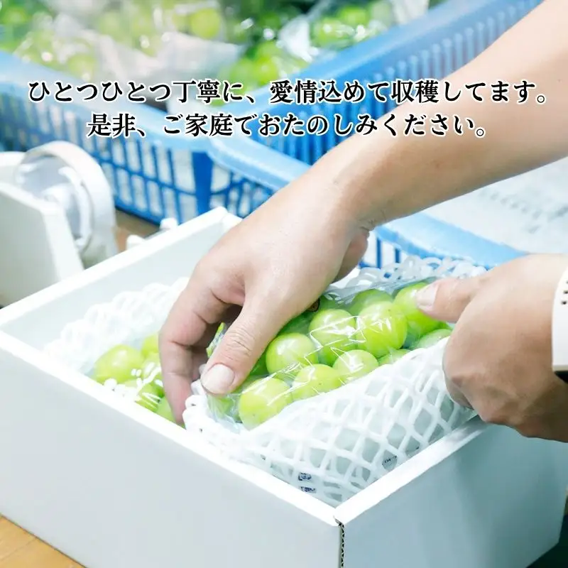 先行予約 シャインマスカット 約1.1kg 2房 京都産