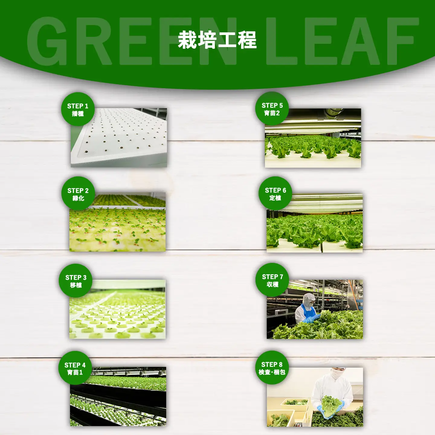 【無農薬】グリーンリーフレタス 500g（約250g×2P）レタス
