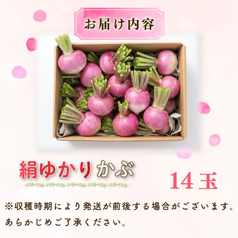 【先行予約  国産 かぶ】 国産 かぶ 蕪 カブ 絹ゆかりかぶ 紫かぶ 丸新柴本製茶 静岡 県 牧之原市