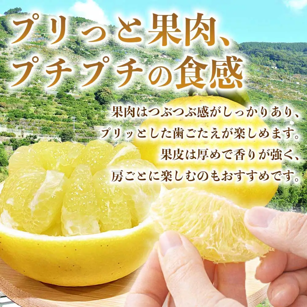 先行予約 パール柑 文旦 秀品  約5kg （6～18玉）【2027年2月上旬～2027年3月下旬配送予定】