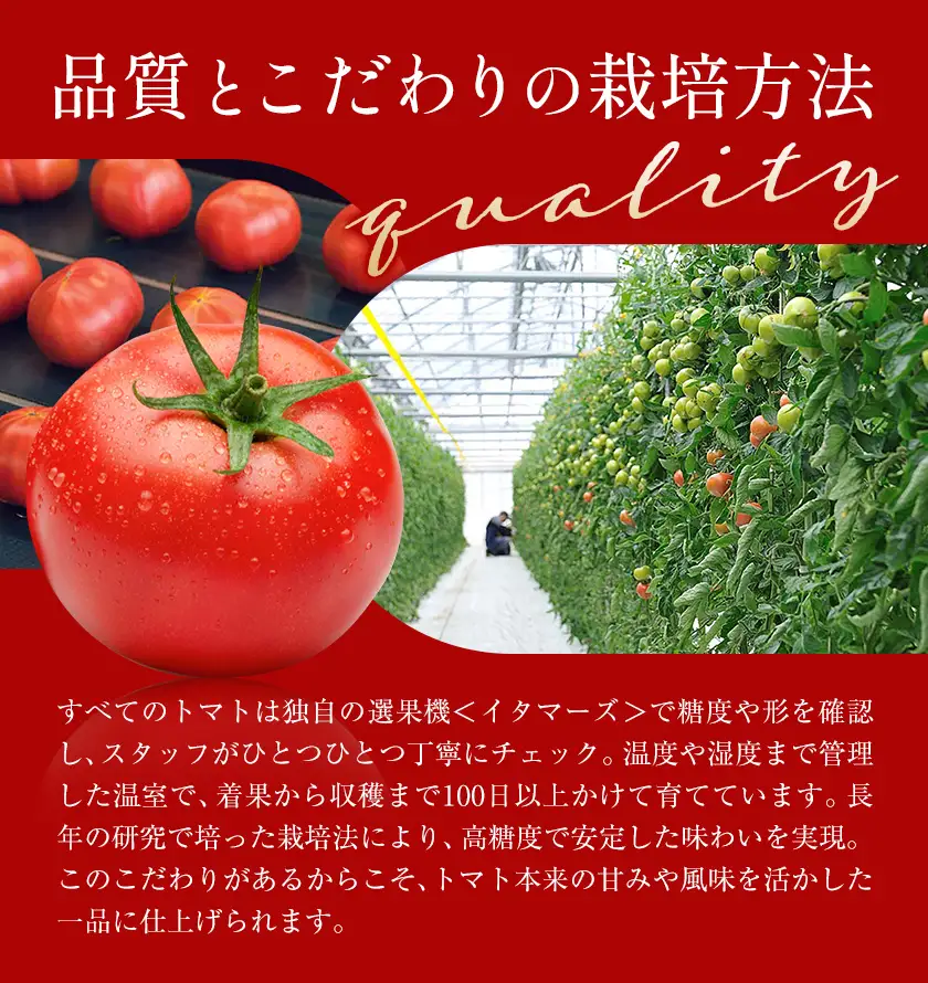 ビール クラフトビール トマト TOMATO ALE 330ml × 3本 《30日以内に出荷予定(土日祝除く)》 