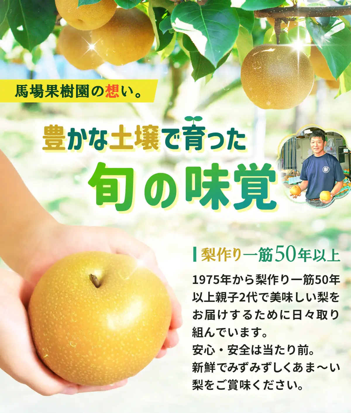 【2026年先行予約／訳あり】【馬場果樹園】品種おまかせ 旬の和梨 約5kg 8月中旬～順次発送