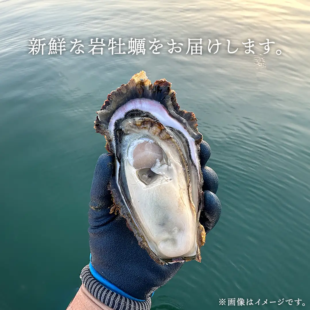生食可 天然岩牡蠣 5個 瀬戸内産  《ナイフ・軍手付き》 