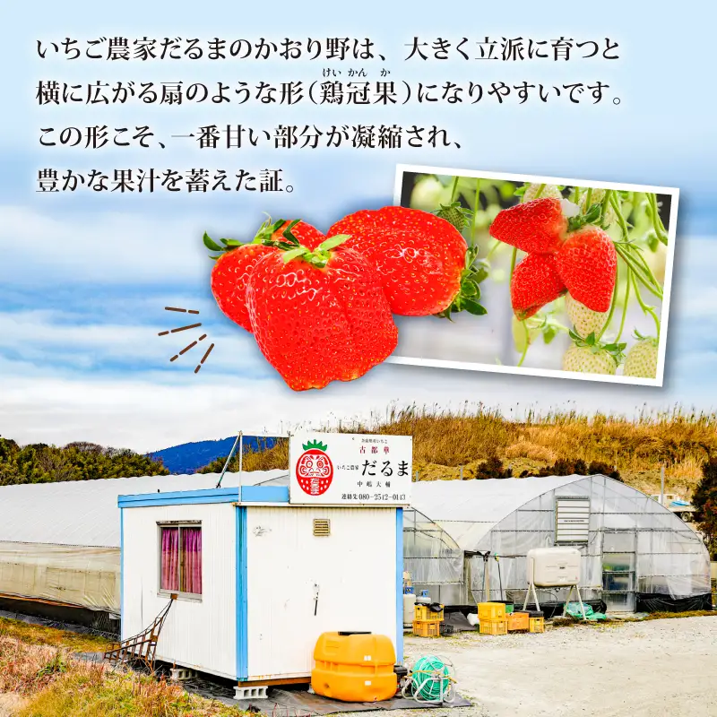 【2027年1月～発送予定】いちご かおり野 約270g×4パック drm006