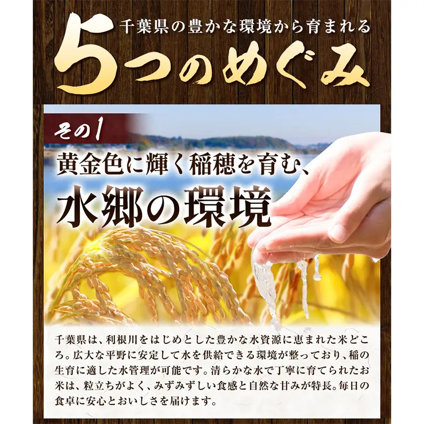 米 精米 千葉めぐみ米 10kg 千葉県産