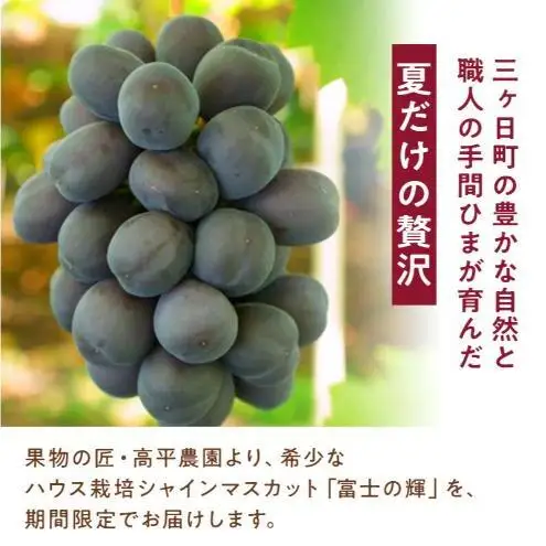 【期間限定】【静岡県浜松市三ヶ日産】高平農園のブラックシャインマスカット「富士の輝」1房（約700g）化粧箱入り ぶどう 夏 大粒 ブドウ 贈答 ギフト 静岡 浜松市【配送不可：離島】