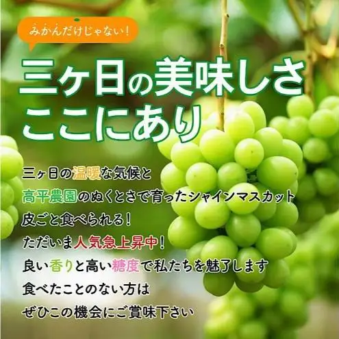 【期間限定】高平農園のシャインマスカット 1房（約500g）美味しい ぶどう 美味しい フルーツ 果物 静岡 浜松市【配送不可：離島】