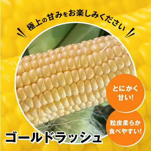 浜松産 スイートコーン ゴールドラッシュ 約5kg 14本～16本入り 1本300g以上 黄色粒 モノカラー種 とうもろこし 静岡 浜松市【配送不可：北海道、沖縄、離島】