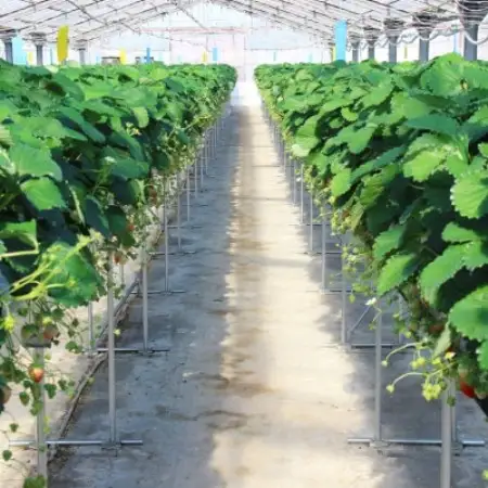 【先行受付2027年発送】紅ほっぺセット(4パック約1040g)甘さと酸味がほどよく爽やかないちご【配送不可地域：離島・北海道・沖縄県・四国・九州】【1676900】