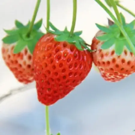 【先行受付2027年発送】紅ほっぺセット(6パック約1560g)甘さと酸味がほどよく爽やかないちご【配送不可地域：離島・北海道・沖縄県・四国・九州】【1676919】